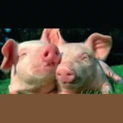 Schlagerschweinchen