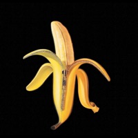 The Dandy Warhols - bohemian like you
